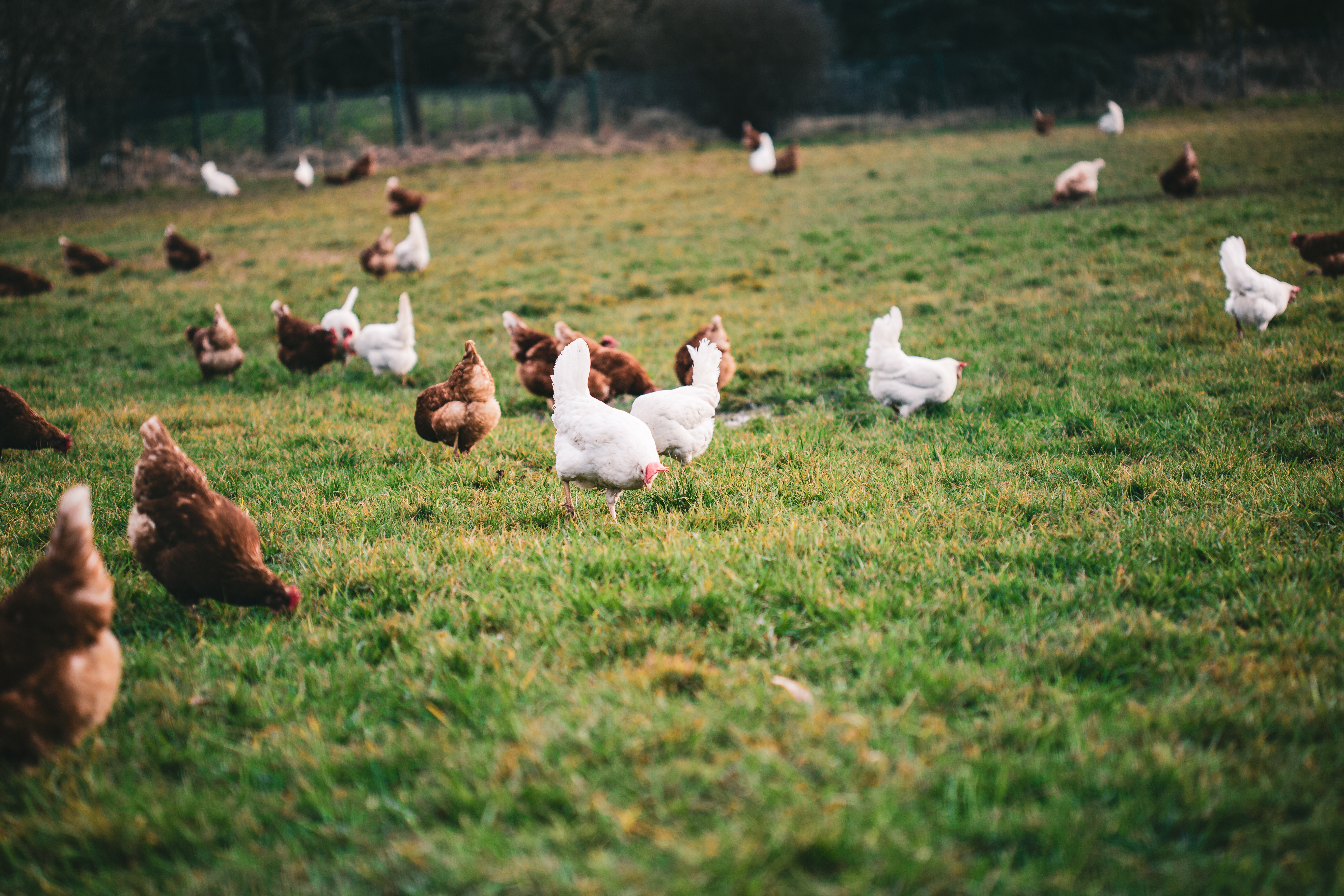 Chickens in the farm yard
