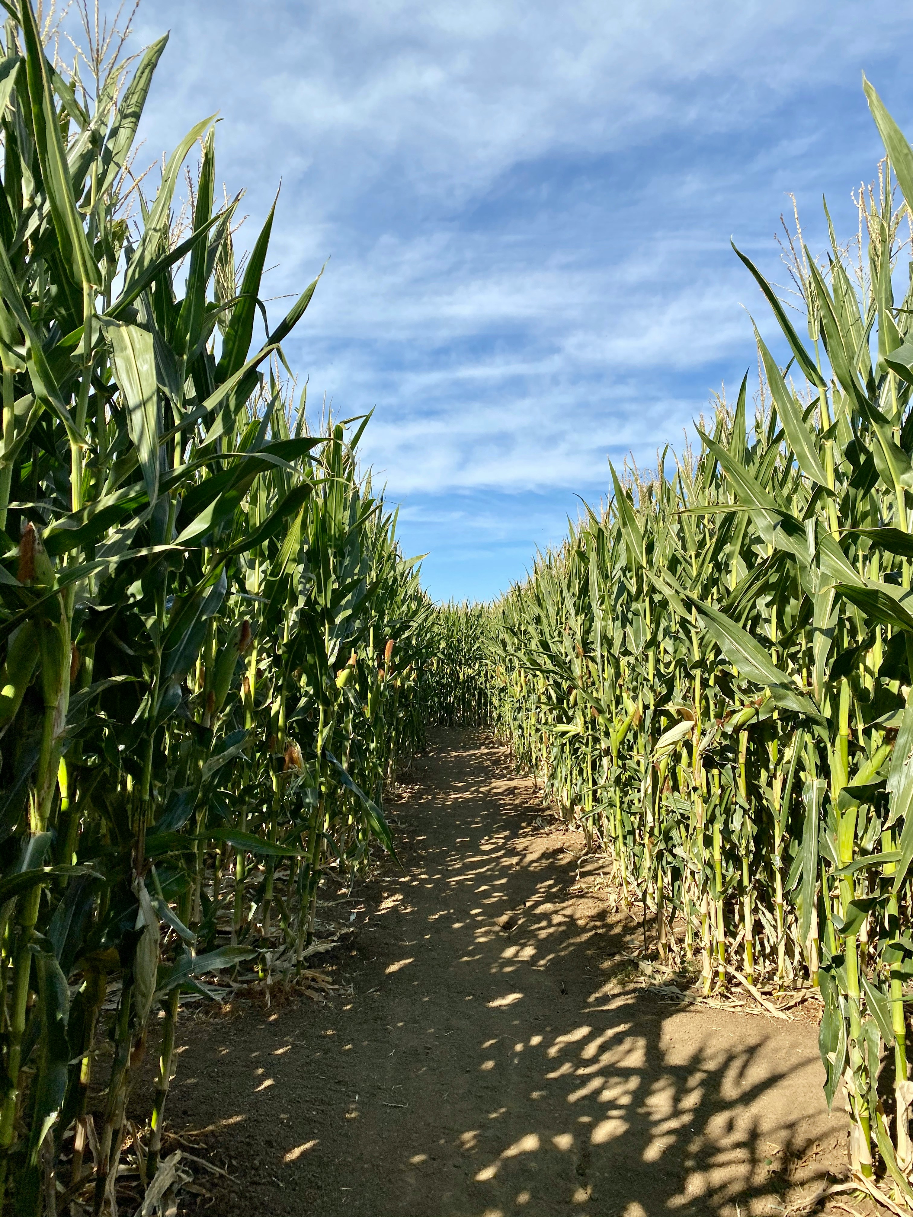 Corn maze