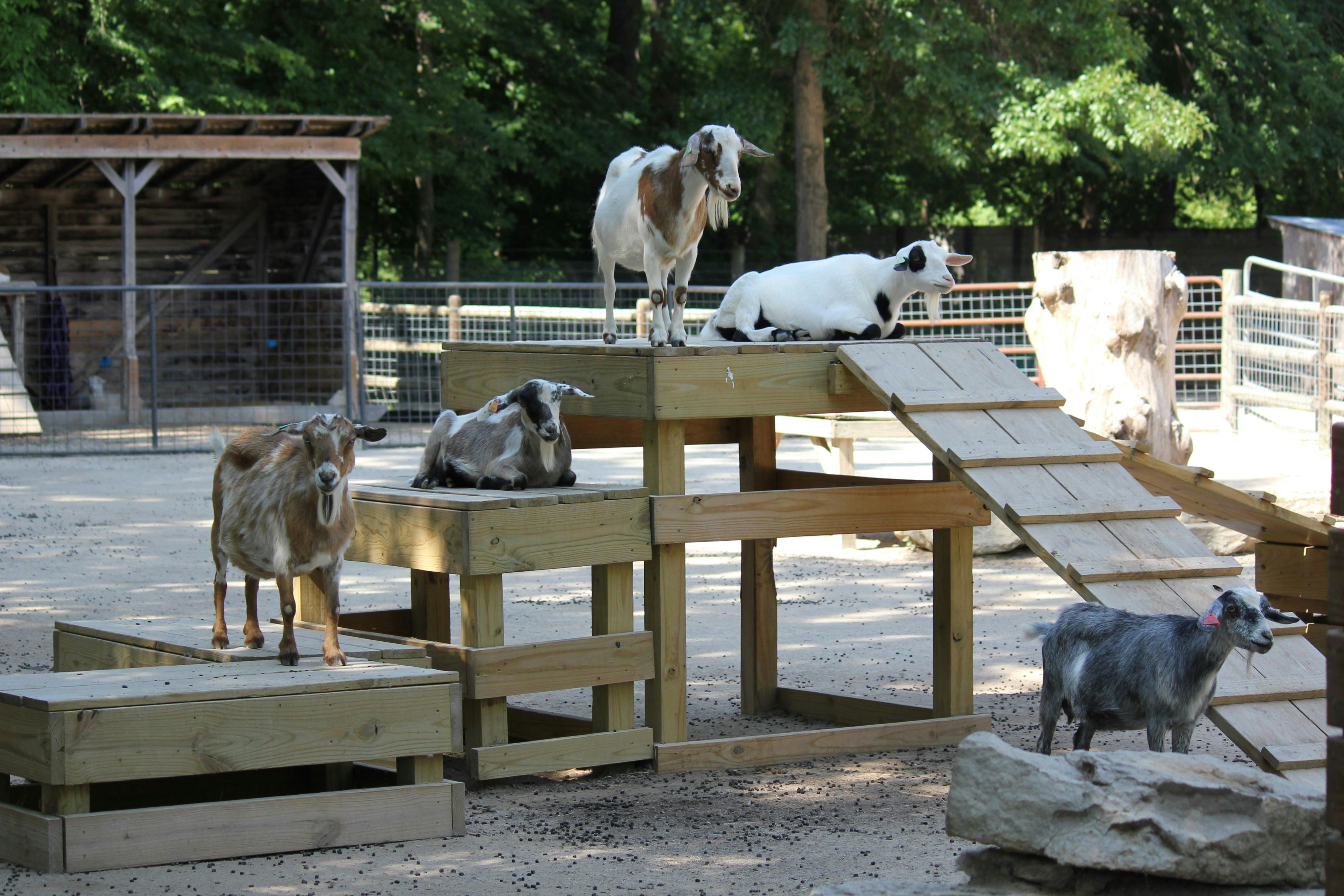 Friendly goats at the petting zoo