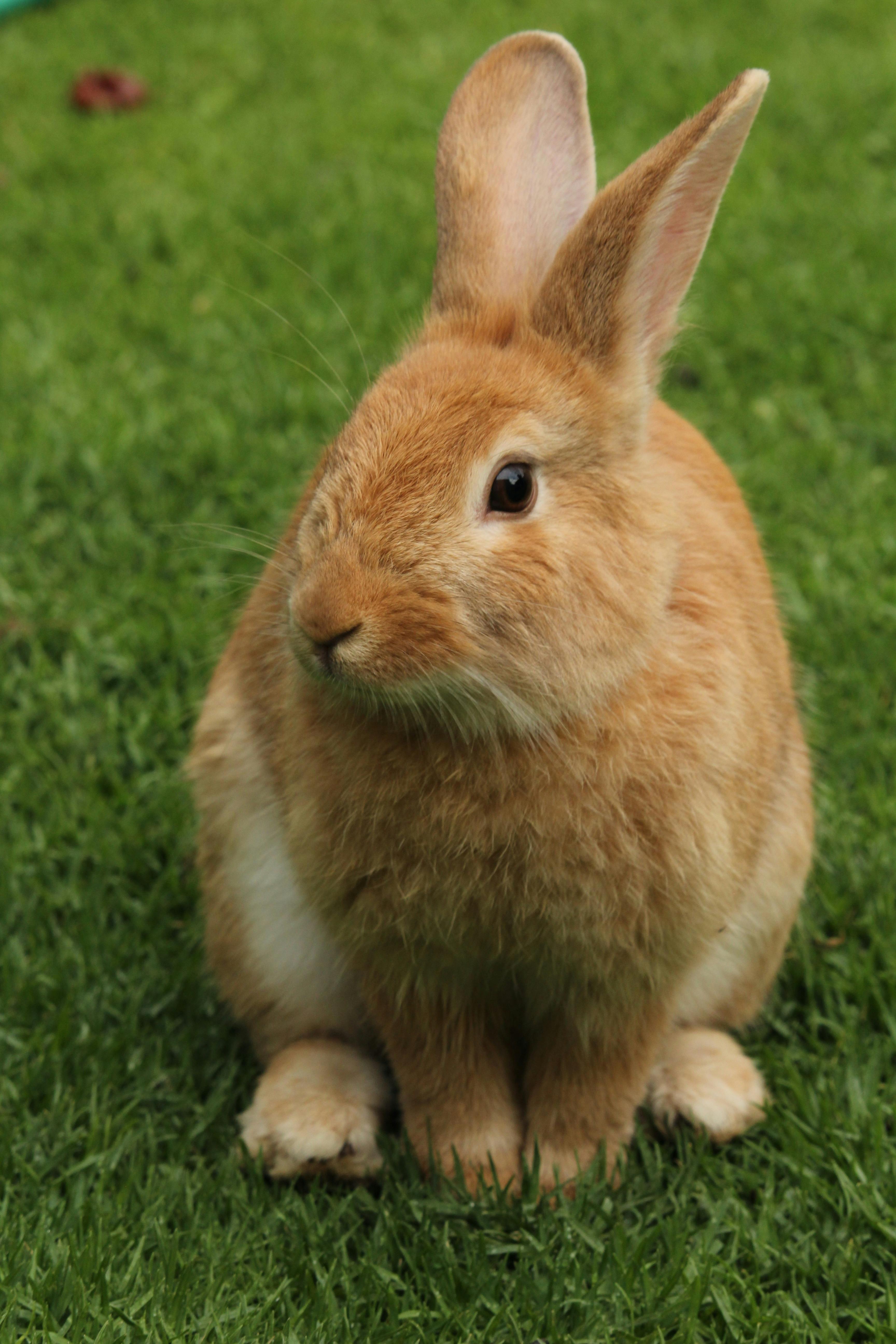 Rabbits enjoying a quiet corner